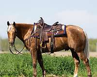 working-cattle-quarter-horse