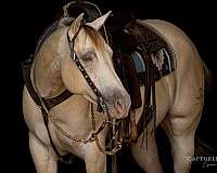athletic-quarter-horse