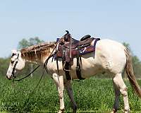 beginner-quarter-horse