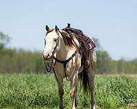 flashy-quarter-horse