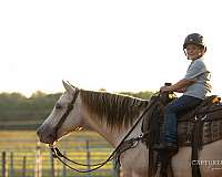performance-quarter-horse