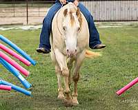 ranch-versatility-quarter-horse