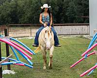 ranch-quarter-horse