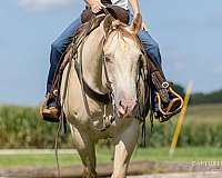 ranch-work-quarter-horse