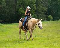 kid-safe-quarter-horse