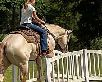 ridden-western-quarter-horse