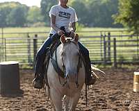 show-quarter-horse
