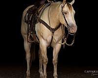 trail-quarter-horse