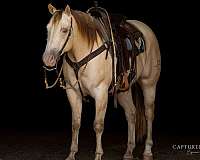 trail-riding-quarter-horse
