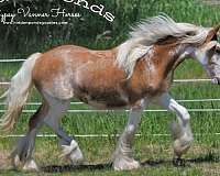 chestnut-overo-gypsy-vanner-filly
