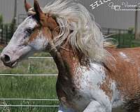 chestnut-overo-gvhs-filly