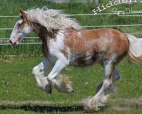 chestnut-overo-gvhs-horse