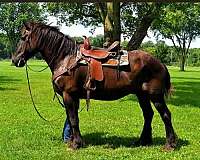 percheron-gelding