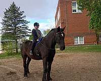 percheron-horse-for-sale