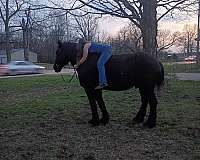adults-percheron-horse