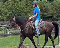 morgan-gelding