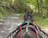 morgan-horse-for-sale