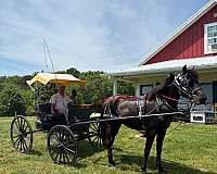 morgan-horse