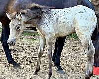 buckskin-aphc-rmha-filly-mare