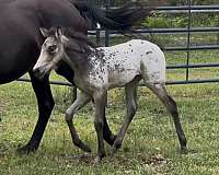 buckskin-aphc-rmha-horse
