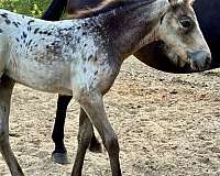 buckskin-walkaloosa-filly-mare