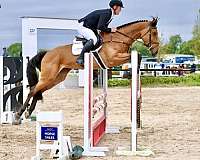 warmblood-horse-for-sale
