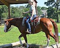 bombproof-quarter-horse