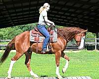 all-around-quarter-horse