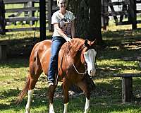 husband-safe-quarter-horse