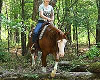 gelding-quarter-horse