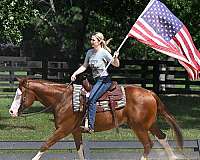 athletic-quarter-horse