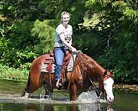 beginner-quarter-horse