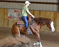 flashy-quarter-horse