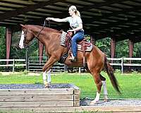 gentle-quarter-horse