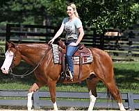 western-quarter-horse