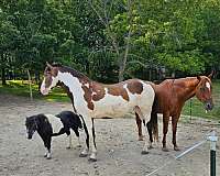 tobiano-shire-for-sale