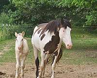 big-shire-horse