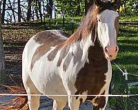 mare-shire-horse