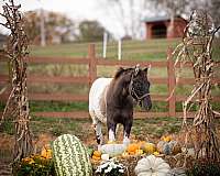 all-around-appaloosa-horse