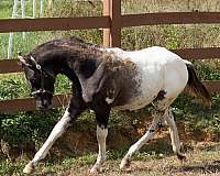 athletic-appaloosa-horse