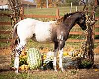 barrel-appaloosa-horse