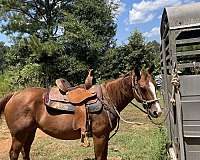 quarter-horse-mare