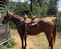 quarter-horse-for-sale