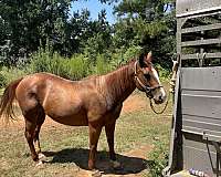 quarter-horse
