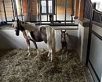 paint-pony-mare