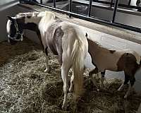 paint-pony-for-sale