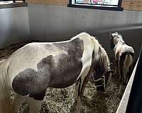 paint-pony