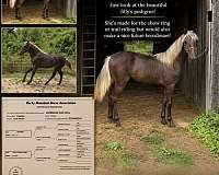breeding-rocky-mountain-horse