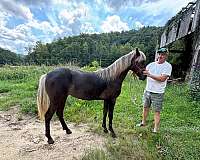 dappled-rocky-mountain-horse