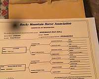 flashy-rocky-mountain-horse